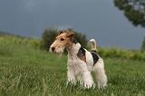 FOX TERRIER 671